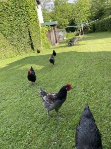 Garten Alleinlage N�he Bad Marienberg !  Wohnen im Gr�nen, Wohnhaus im TOP Zustand!