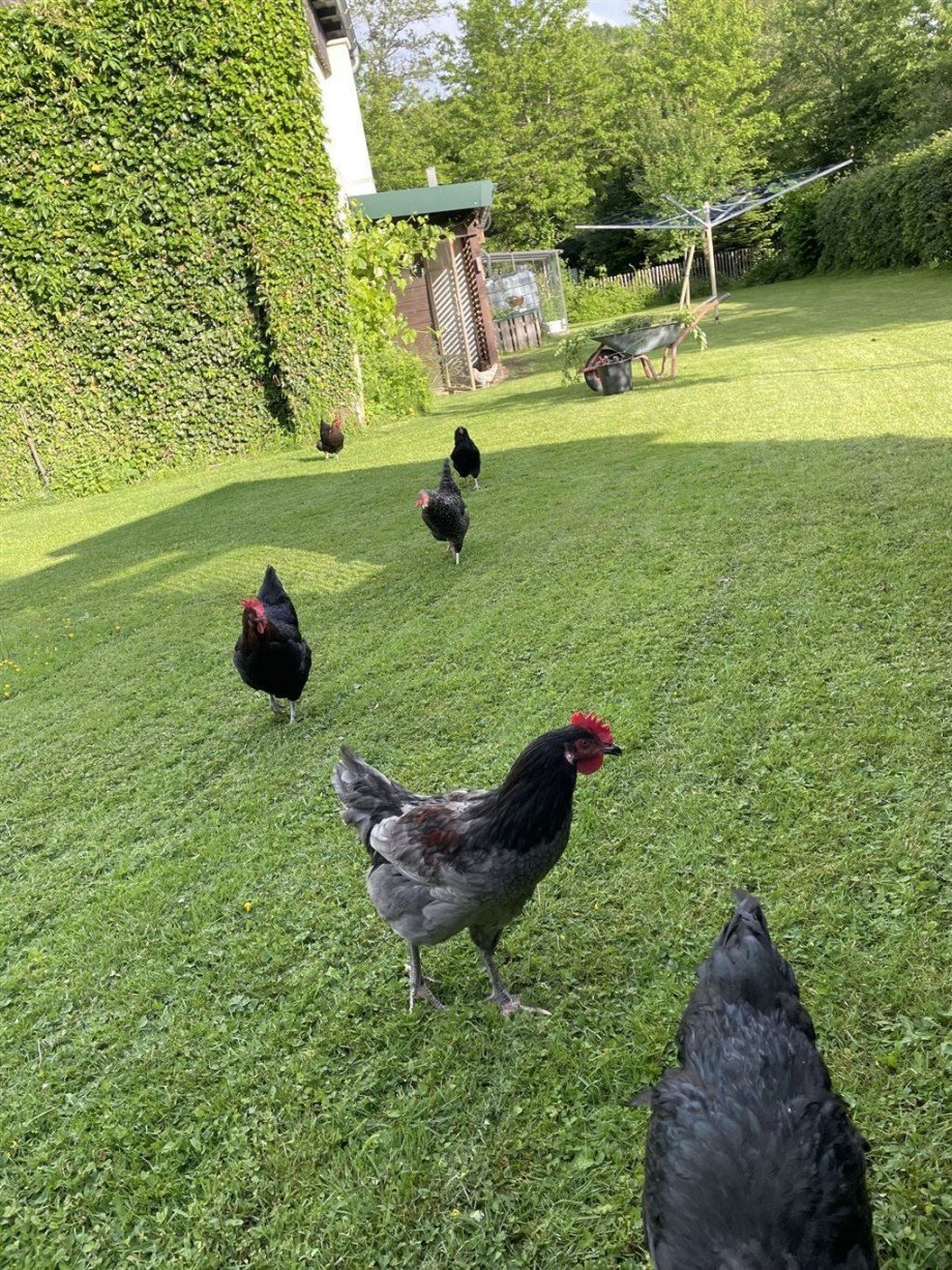 Garten Einfamilienhaus Bad Marienberg (Westerwald)